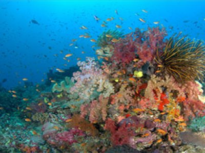 Colourful coral on the ocean floor, surrounded by small fish and blue water in the background.